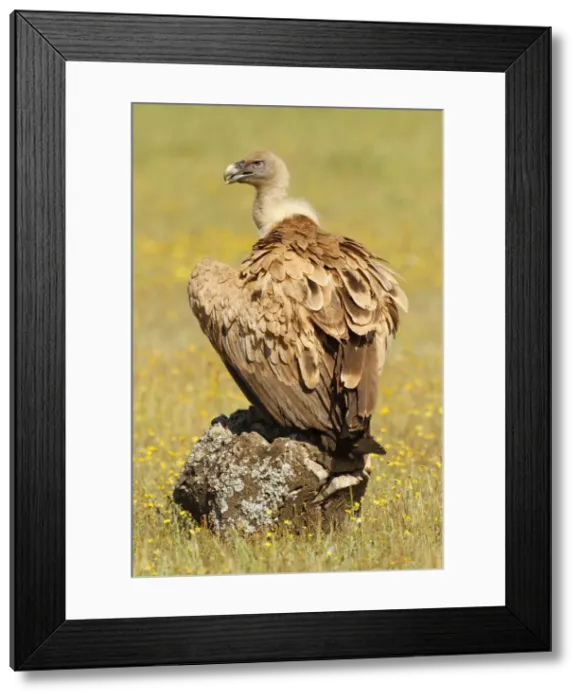 Framed Print : Picture No. 10983498 Framed Print : Picture No. 10983498