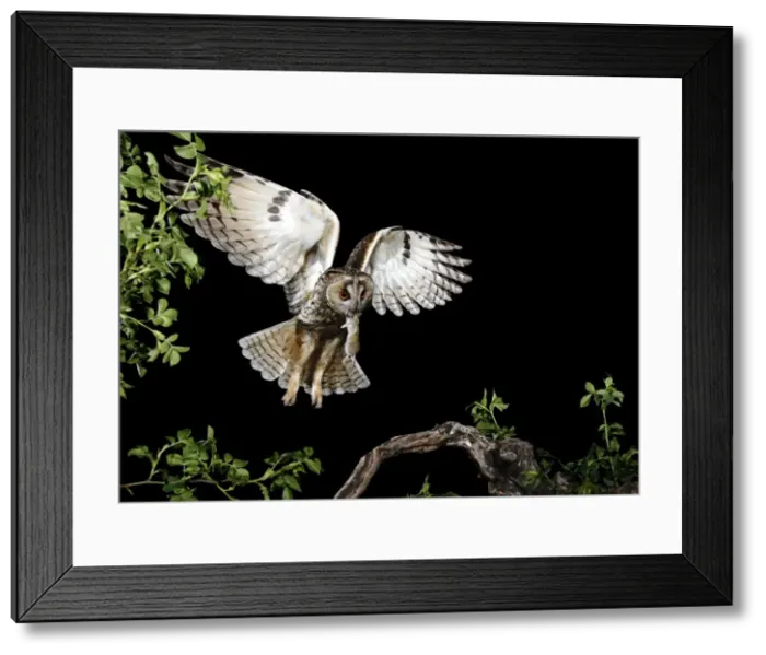 Framed Print : Picture No. 10983502 Framed Print : Picture No. 10983502