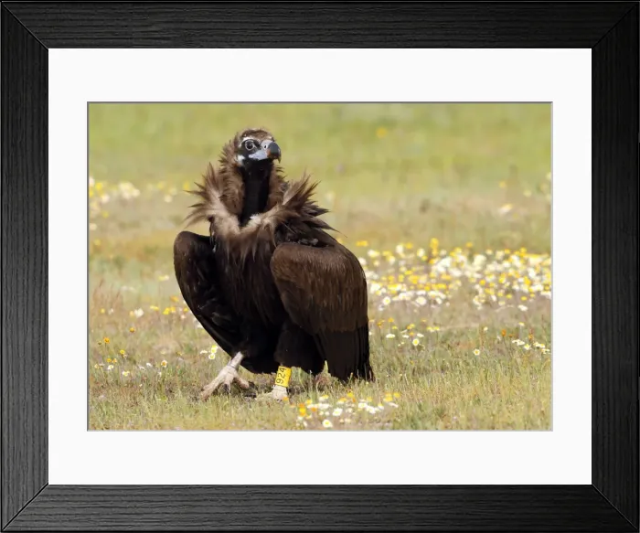 Framed Print : Picture No. 10983494 Framed Print : Picture No. 10983494