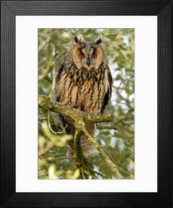 Framed Print : Picture No. 10983504 Framed Print : Picture No. 10983504