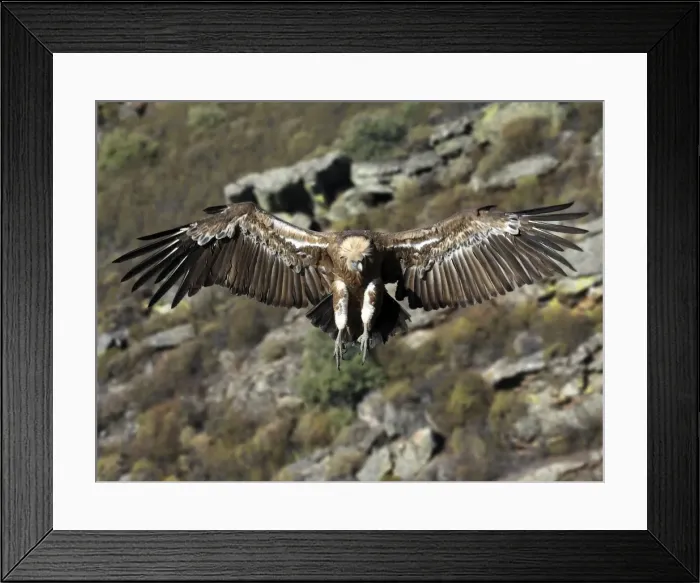 Framed Print : Picture No. 10983501 Framed Print : Picture No. 10983501