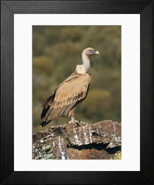 Framed Print : Picture No. 10983500 Framed Print : Picture No. 10983500