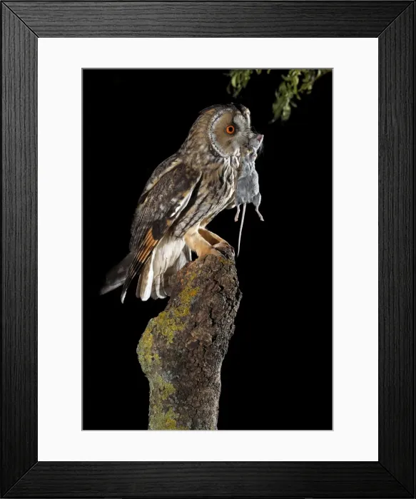 Framed Print : Picture No. 10983506
