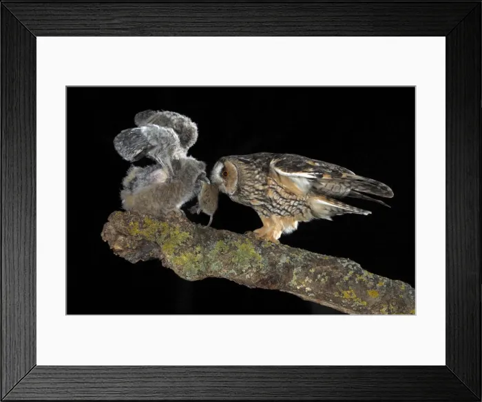 Framed Print : Picture No. 10983507 Framed Print : Picture No. 10983507