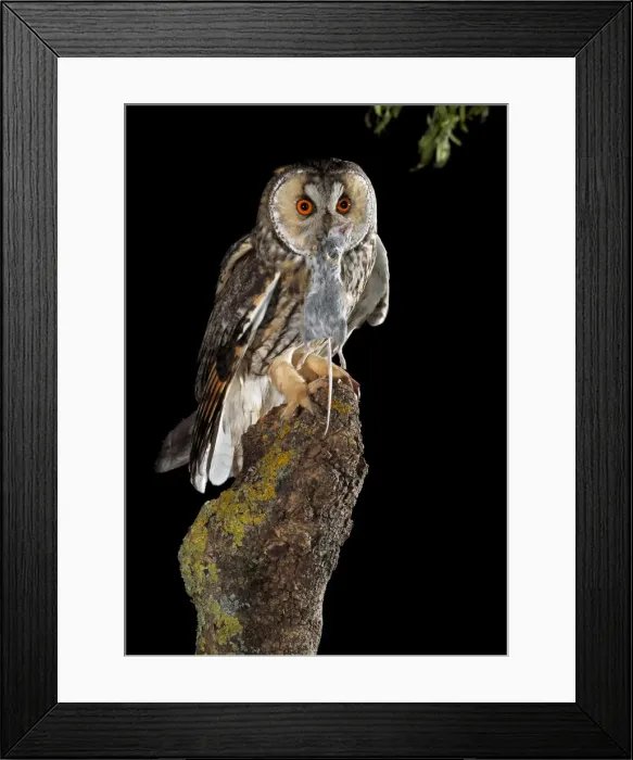 Framed Print : Picture No. 10983505 Framed Print : Picture No. 10983505