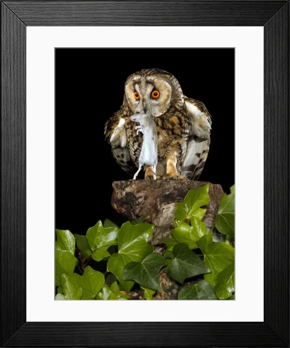 Framed Print : Picture No. 10983503 Framed Print : Picture No. 10983503