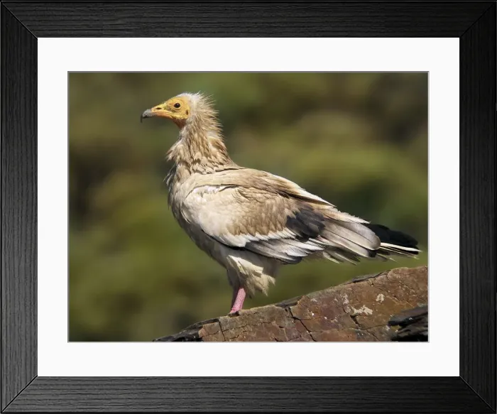 Framed Print : Picture No. 10983510 Framed Print : Picture No. 10983510