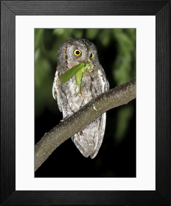 Framed Print : Picture No. 10983509 Framed Print : Picture No. 10983509