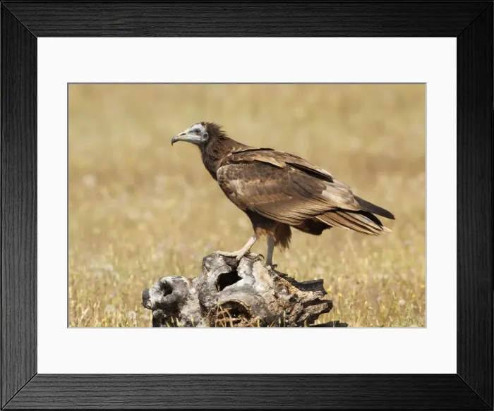 Framed Print : Picture No. 10983511 Framed Print : Picture No. 10983511