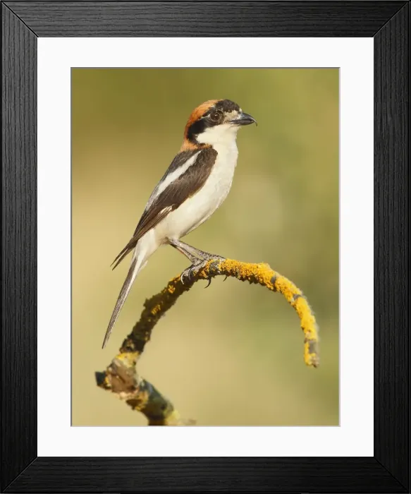 Framed Print : Picture No. 10983512 Framed Print : Picture No. 10983512