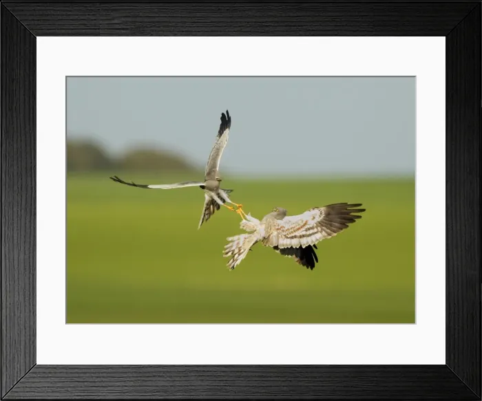Framed Print : Picture No. 10983516 Framed Print : Picture No. 10983516