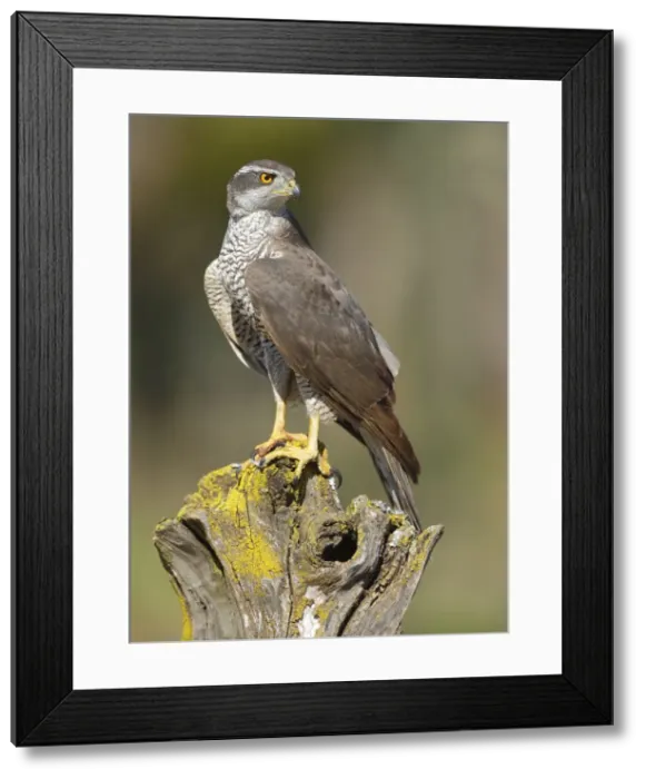 Framed Print : Picture No. 10983508