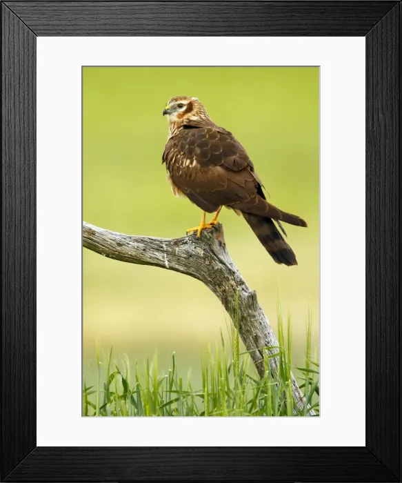 Framed Print : Picture No. 10983515 Framed Print : Picture No. 10983515