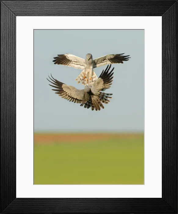 Framed Print : Picture No. 10983517 Framed Print : Picture No. 10983517