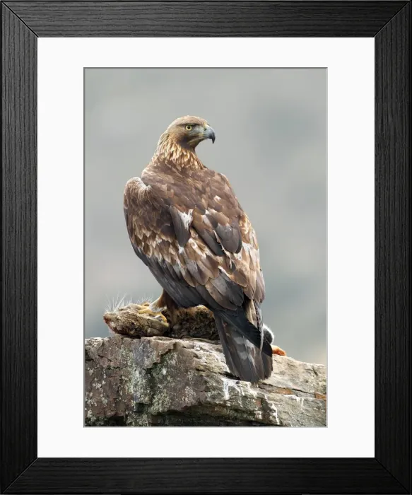 Framed Print : Picture No. 10983519 Framed Print : Picture No. 10983519
