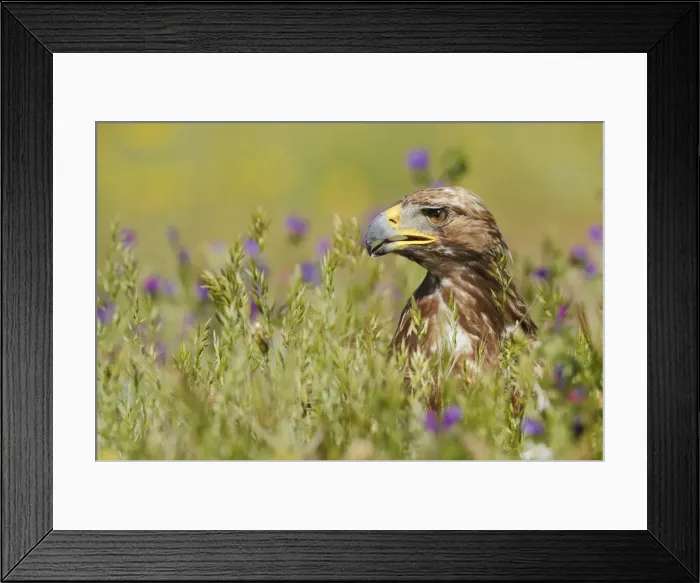 Framed Print : Picture No. 10983521 Framed Print : Picture No. 10983521