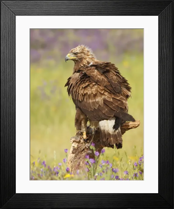 Framed Print : Picture No. 10983523