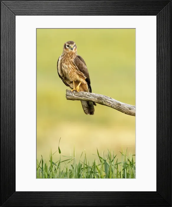 Framed Print : Picture No. 10983518 Framed Print : Picture No. 10983518