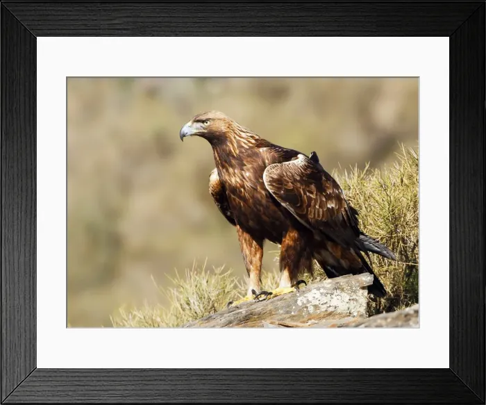 Framed Print : Picture No. 10983522 Framed Print : Picture No. 10983522
