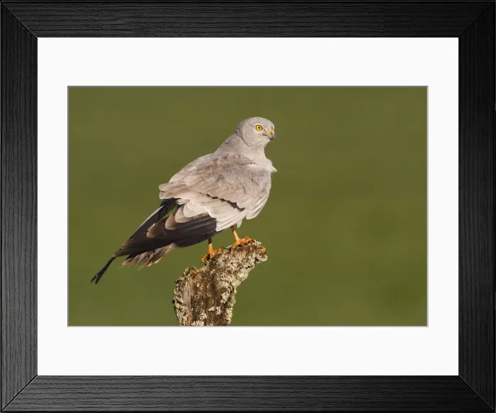 Framed Print : Picture No. 10983514 Framed Print : Picture No. 10983514