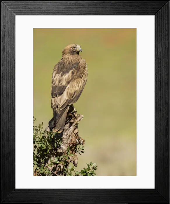 Framed Print : Picture No. 10983524 Framed Print : Picture No. 10983524