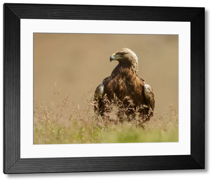 Framed Print : Picture No. 10983520 Framed Print : Picture No. 10983520