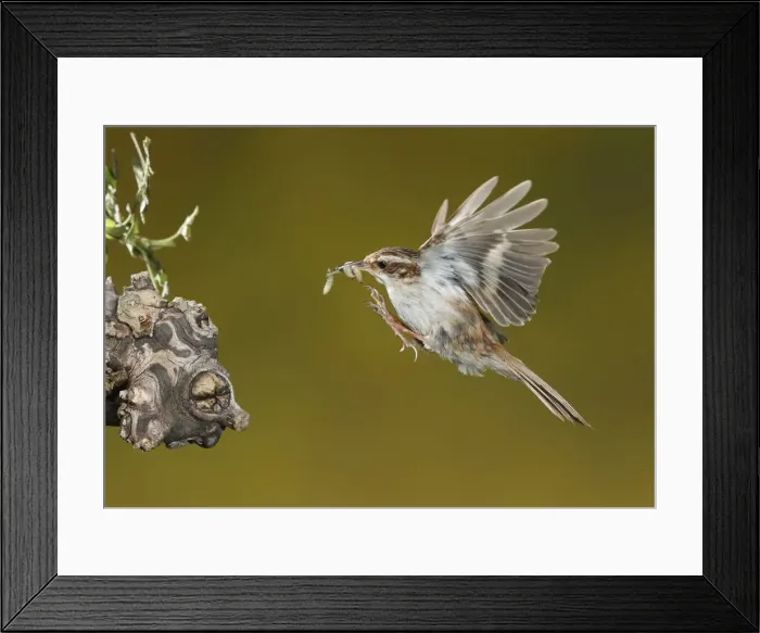 Framed Print : Picture No. 10983528