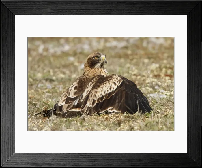 Framed Print : Picture No. 10983526 Framed Print : Picture No. 10983526