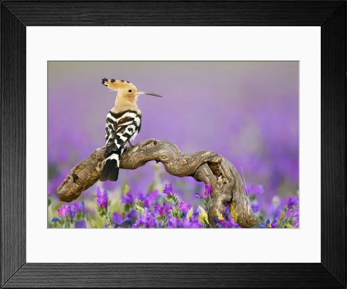 Framed Print : Picture No. 10983530 Framed Print : Picture No. 10983530