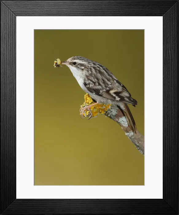 Framed Print : Picture No. 10983527 Framed Print : Picture No. 10983527
