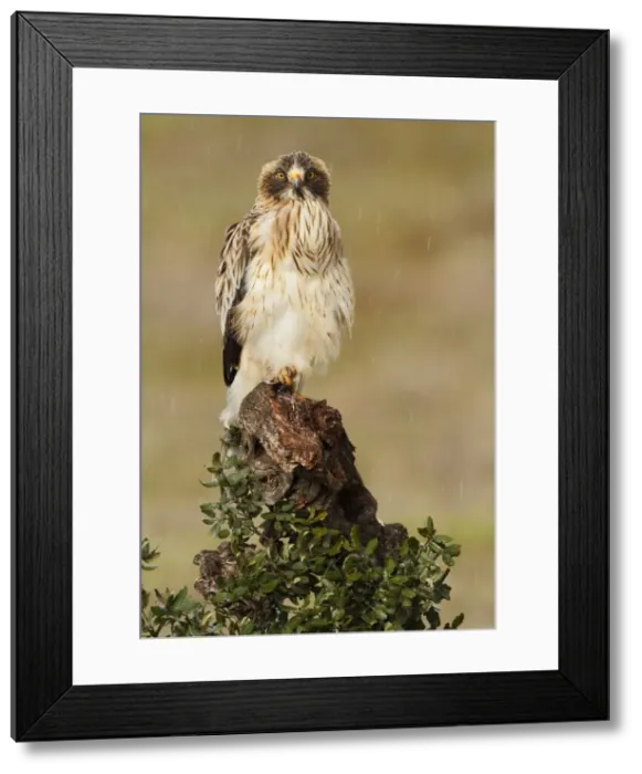 Framed Print : Picture No. 10983525 Framed Print : Picture No. 10983525