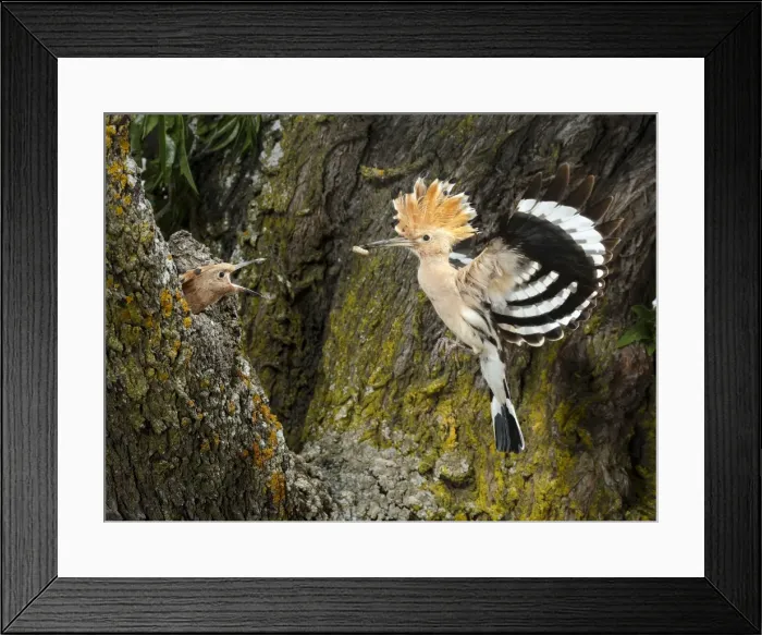 Framed Print : Picture No. 10983532 Framed Print : Picture No. 10983532