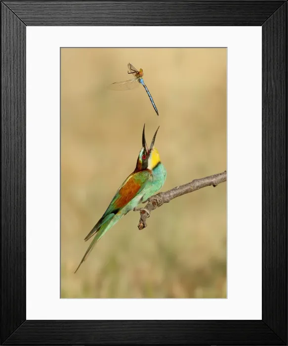 Framed Print : Picture No. 10983534 Framed Print : Picture No. 10983534