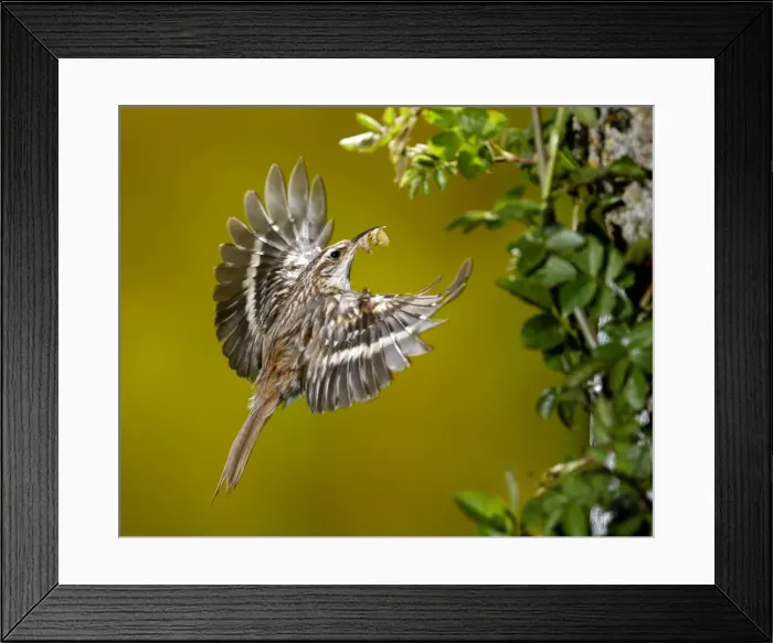 Framed Print : Picture No. 10983529 Framed Print : Picture No. 10983529