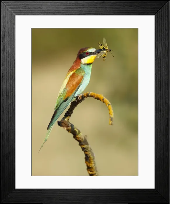 Framed Print : Picture No. 10983537 Framed Print : Picture No. 10983537