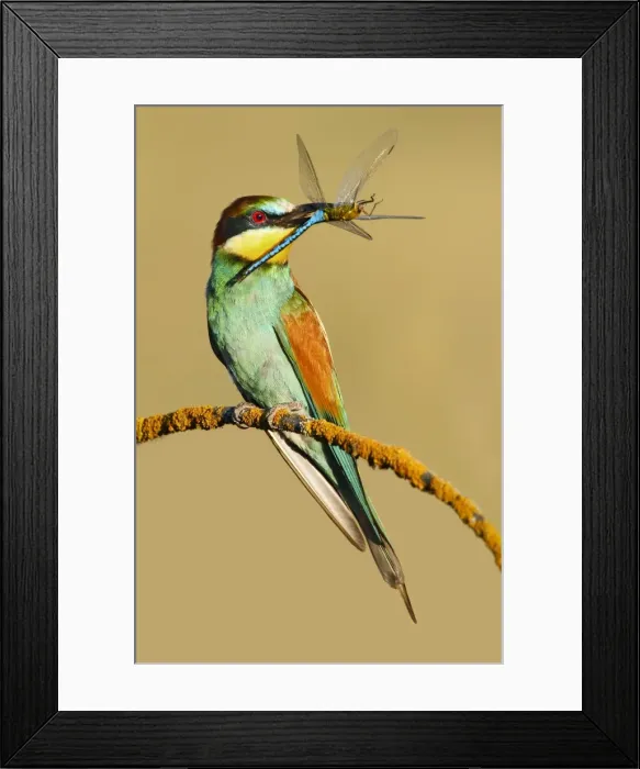 Framed Print : Picture No. 10983536 Framed Print : Picture No. 10983536