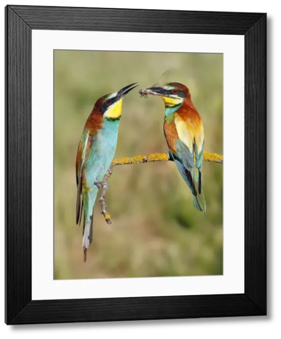 Framed Print : Picture No. 10983535 Framed Print : Picture No. 10983535
