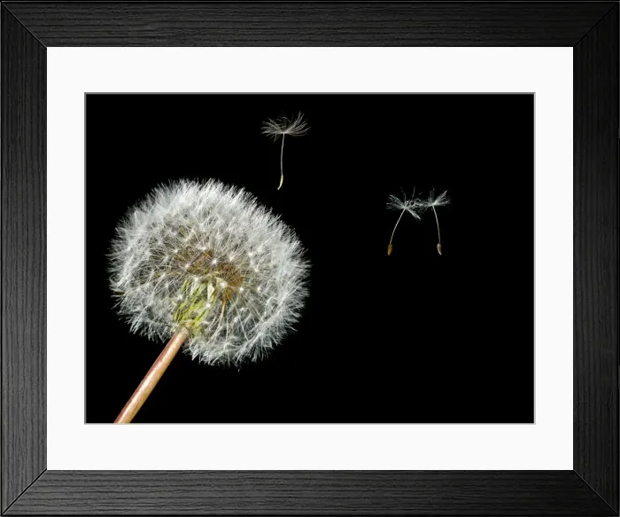 Framed Print : Picture No. 10983541 Framed Print : Picture No. 10983541