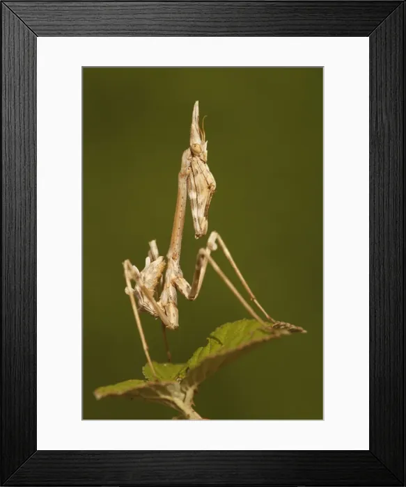 Framed Print : Picture No. 10983542 Framed Print : Picture No. 10983542