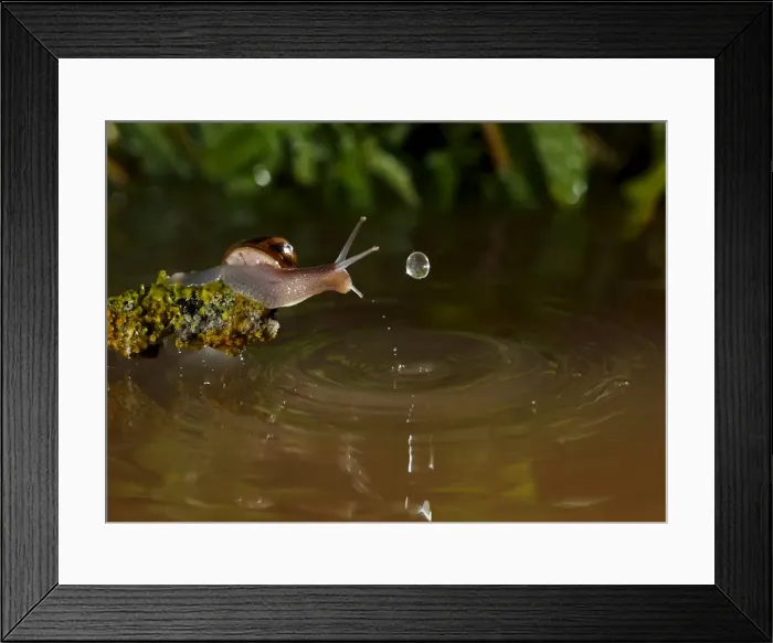 Framed Print : Picture No. 10983546 Framed Print : Picture No. 10983546