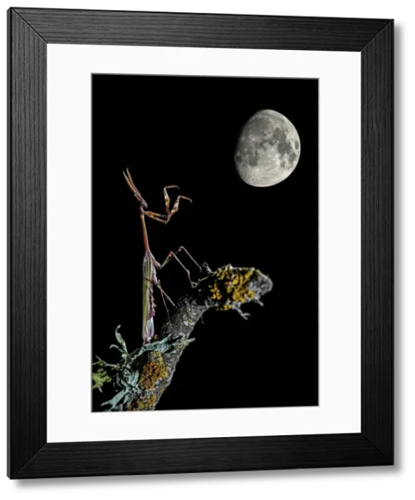 Framed Print : Picture No. 10983543 Framed Print : Picture No. 10983543