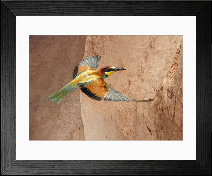 Framed Print : Picture No. 10983539 Framed Print : Picture No. 10983539