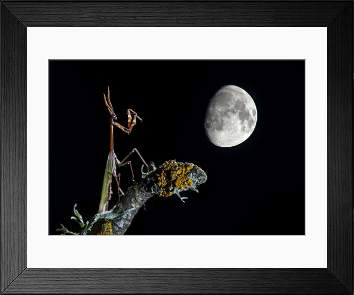 Framed Print : Picture No. 10983544