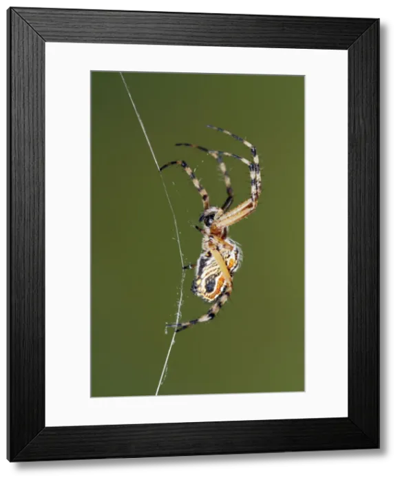 Framed Print : Picture No. 10983548 Framed Print : Picture No. 10983548