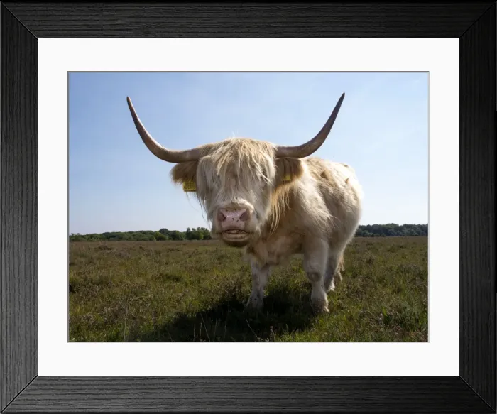Framed Print : Picture No. 10983557 Framed Print : Picture No. 10983557