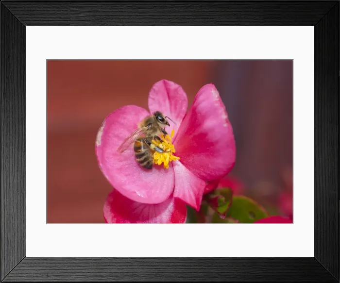 Framed Print : Picture No. 10983566 Framed Print : Picture No. 10983566