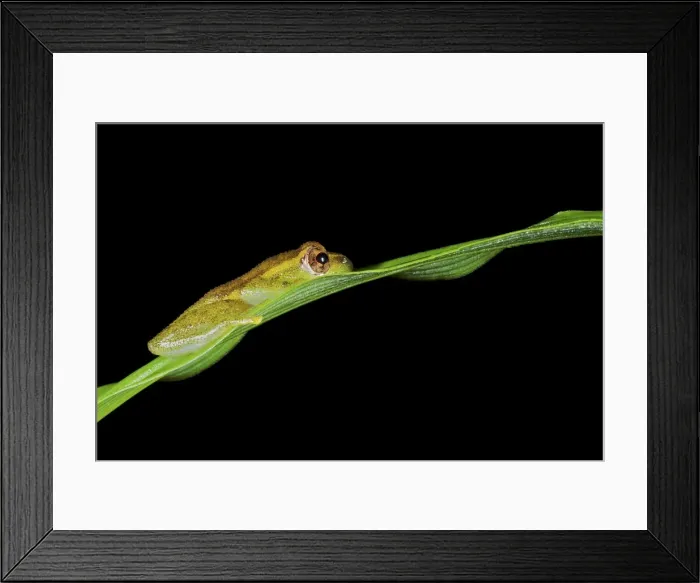 Framed Print : Picture No. 10983574 Framed Print : Picture No. 10983574