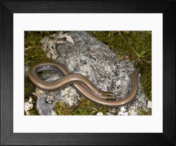 Framed Print : Picture No. 10983571 Framed Print : Picture No. 10983571