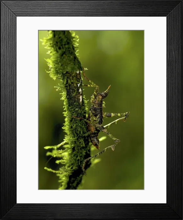 Framed Print : Picture No. 10983572 Framed Print : Picture No. 10983572
