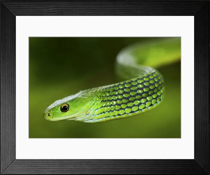 Framed Print : Picture No. 10983575 Framed Print : Picture No. 10983575